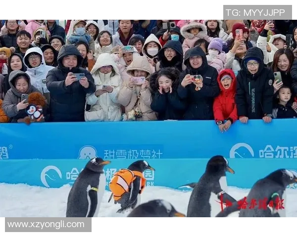 企鹅全明星篮球赛盛典即将开启精彩对决引爆冰雪世界的热情与激情